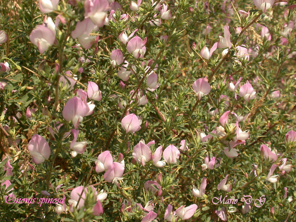 Ononis spinosa in Abruzzo